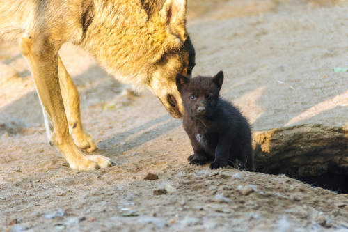 В Витебском зоопарке родились волчата: семейная фотосессия