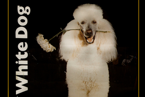 Фестиваль танца «Белая собака», или С чего начинался IFMC