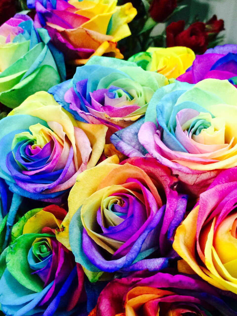 Цветной май. Разноцветные цветы. Радужные цветы. Радужные розы.