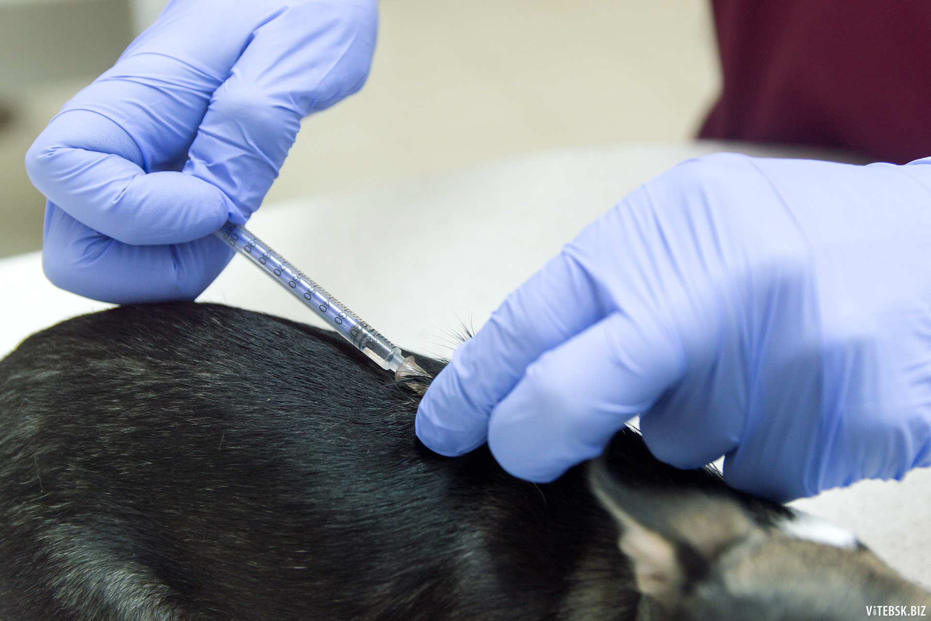 Где сделать прививку от бешенства собаке. Вакцинация собак. Прививки животным от бешенства. Прививка собаке. Вакцинация Солаки от беше.