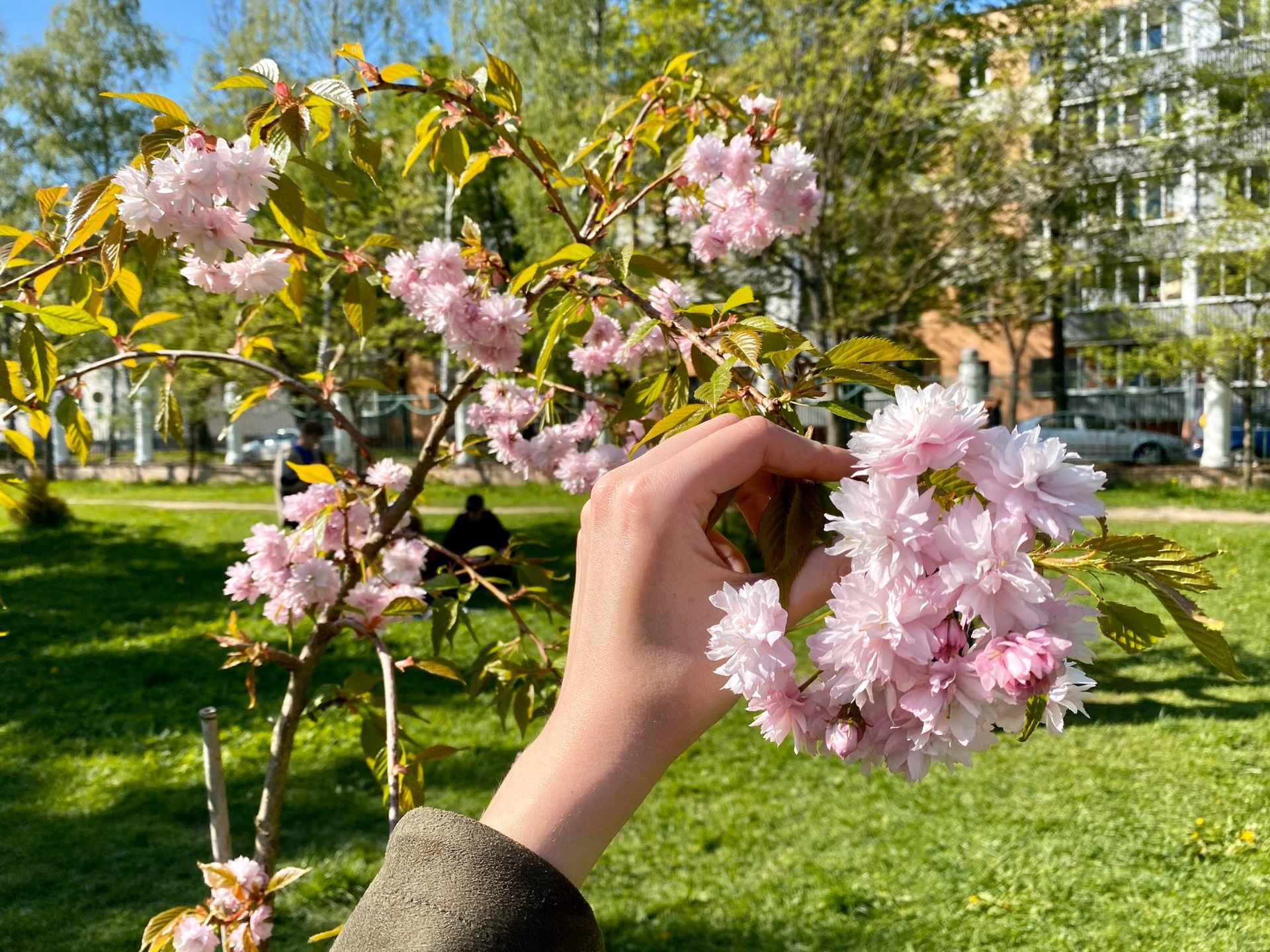 Сакура в Уфе. Фотосессии с Уфимский сакурой.