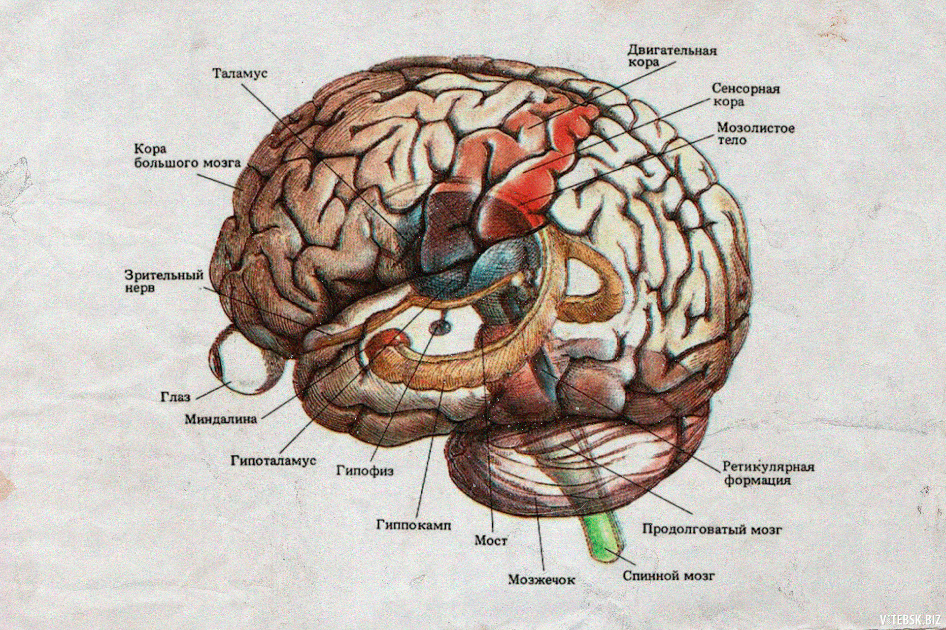 Слуховая зона мозга расположена. ЦНС головной мозг. Локализация зрительных агнозий. Миндалевидное тело анатомия.