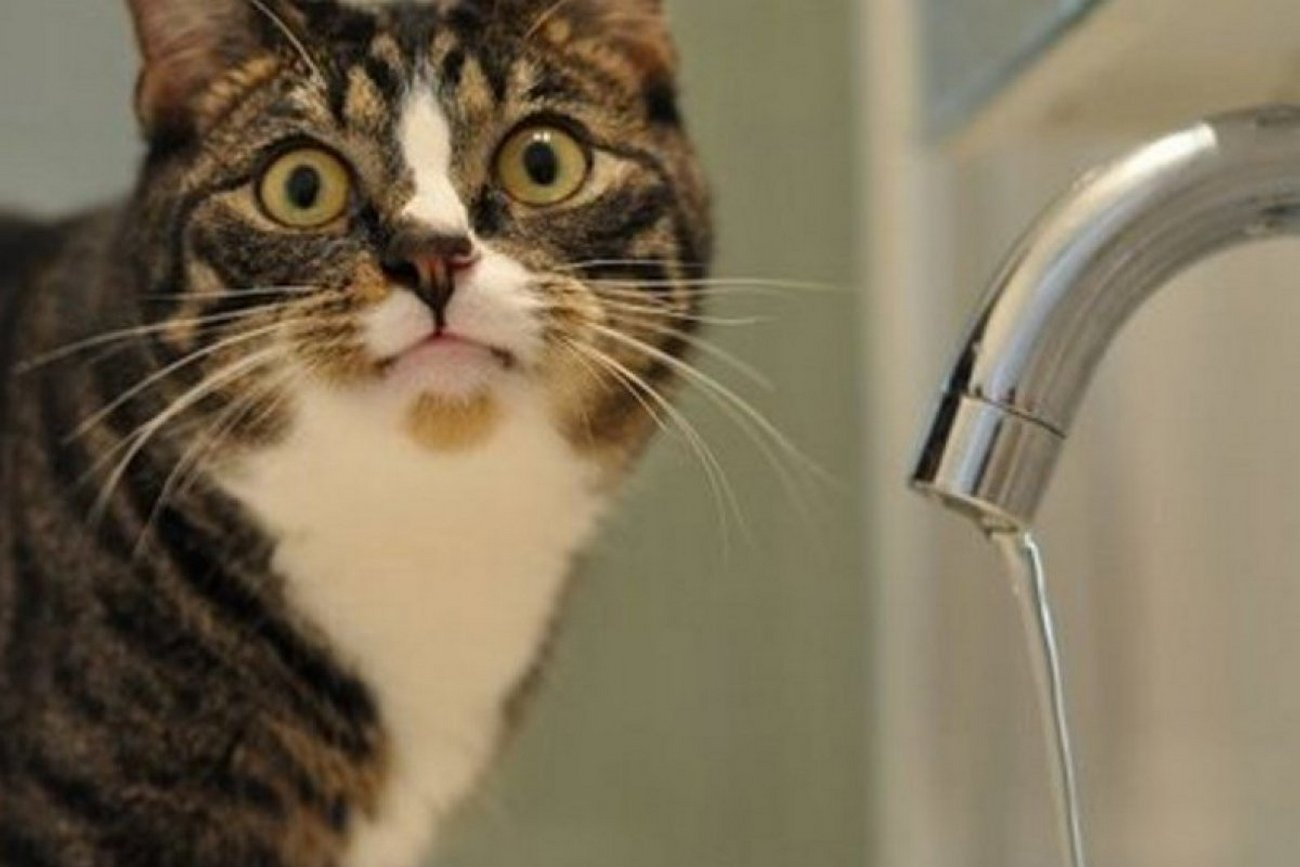 Выключи холодная вода. Нет воды. Отключение воды. Нет воды в кране. Кот и кран.