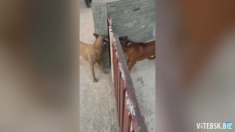 Собака гавкает видео. Собаки гавкают друг на друга. Две собаки лают друг на друга. Собаки лаются через забор.