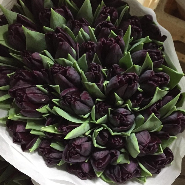 Тёмные тюльпаны на «Веранде»