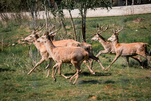 Благородные олени: репортаж из леса под Витебском, где их разводят