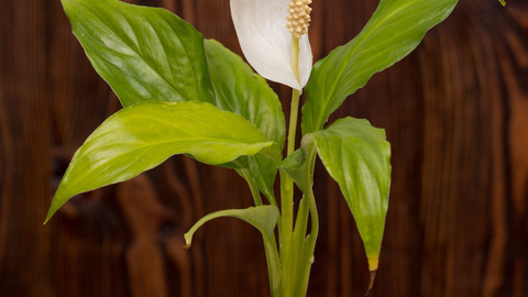 Спатифиллум, женское растение